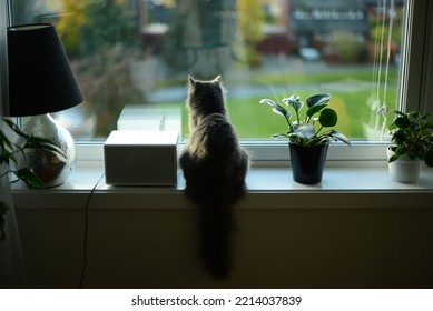 Black Longhair Sat Sitting In A Windowsill By A Lamp And Two Potted Plants