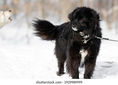 618 Metis long hair Images, Stock Photos & Vectors | Shutterstock