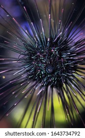 Black Longspine Sea Urchin (Diadema Antillarum) Tube Feet