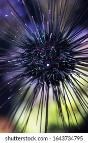 Black Longspine Sea Urchin (Diadema Antillarum) Tube Feet