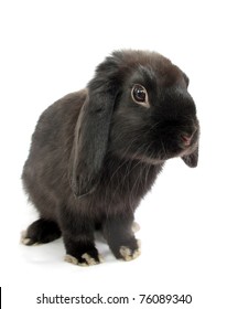 Black Lop Rabbit Bunny Isolated On White