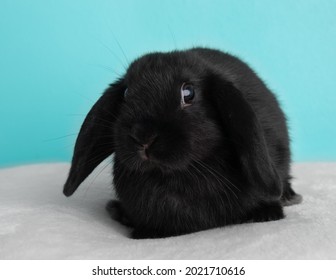 Black lopped earred baby bunny rabbit on blue background