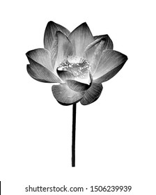 black lotus flower on white background