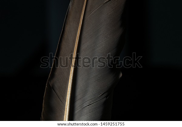 Black macro feather,Black raven\
feathers,Feather, Animal, Bird, Bristle - Animal Part,\
Flying,Beautiful black feather pattern texture\
background