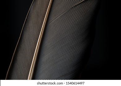 Black Macro FeatherมBlack Raven Feathers ,Serbia, Feather, Macrophotography, Black Color, Gray Color,Raven Feather In Macro View ,Feather, Germany, Backgrounds, Bird, Black Color,Abstract, Art,