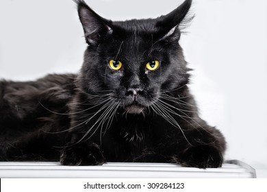 Black Maine Coon Cat