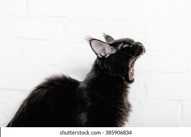 Black Maine Coon Cat