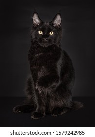 Black Maine Coon High Res Stock Images Shutterstock