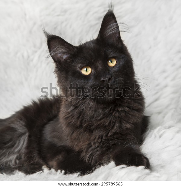 Black Maine Coon Cat Posing On Stock Photo (Edit Now) 295789565