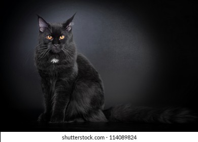 Black Maine Coon High Res Stock Images Shutterstock