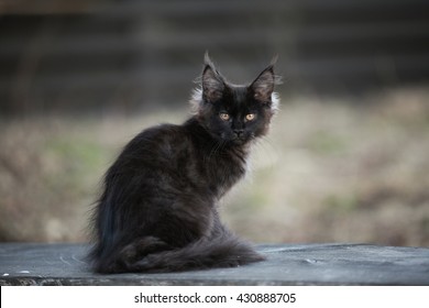 Black Maine Coon Kitten Sitting Outdoor