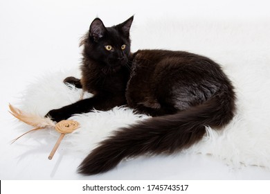 Black Maine Coon On A White Background