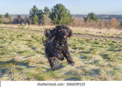 Black Male Cockapoo Dog Running.