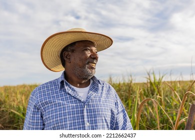 Black Male Farmer Smiling. Brazilian Farmer. Family Farming. Sugar Cane. Closed Plan.