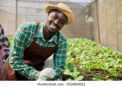 A Black Male Farmer Wearing A Wicker Hat, And An Apron, Stood Smiling Friendly At The Organic Vegetable Plots Inside The Nursery.