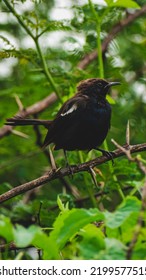 Black Male Indian Robin Bird