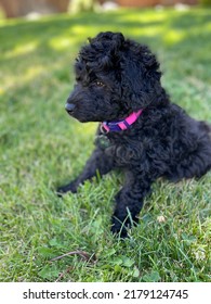 Black Maltese Poodle Puppy With Pink Collar