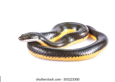  Black Mamba