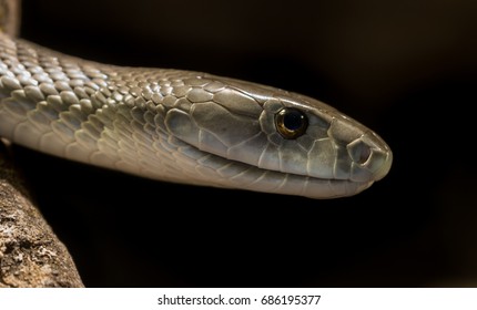 Black Mamba