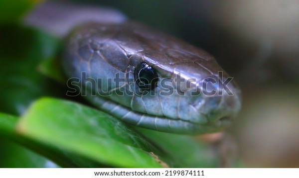 The Black Mamba -\
Dendroaspis polylepis. Portrait of a world\'s most venomous snake.\
Dangerous animal for travelers in african destinations. Wildlife\
photography. 