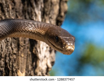 Black Mamba Leering