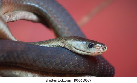 Black Mamba Lying On A Branch