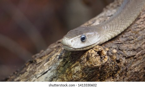 Black Mamba On A Log