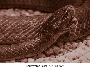 Black Mamba Opened Its Mouth For A Deadly Bite