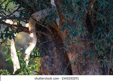 Black Mamba Shedding In Namibia