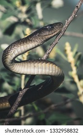 Black Mamba Snake