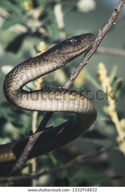 Black Mamba\
Snake