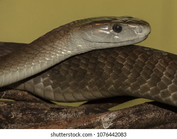 Black Mamba Snake Head Shot