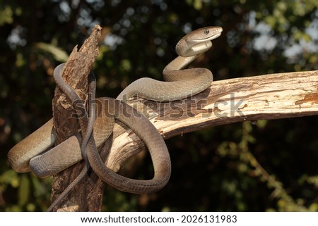 Black Mamba snake posing nicely