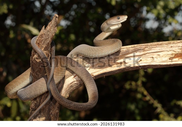 Black Mamba snake posing\
nicely