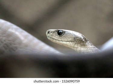 Black Mamba In Tree Waiting On Prey