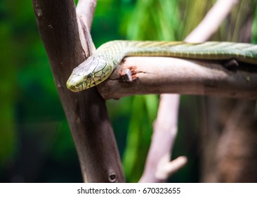 The Black Mamba Is A Venomous Snake Endemic To Parts Of Sub-Saharan Africa. Skin Colour Varies From Grey To Dark Brown.