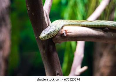 The Black Mamba Is A Venomous Snake Endemic To Parts Of Sub-Saharan Africa. Skin Colour Varies From Grey To Dark Brown.