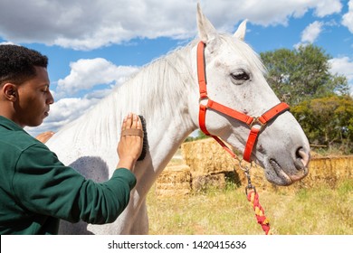 Black man brushing white horse - Powered by Shutterstock