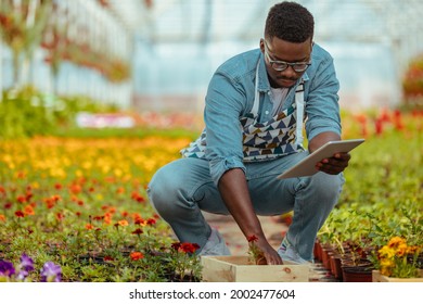 Black Man Squat And Holding A Digital Tablet In A Garden Center.