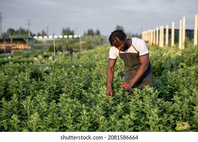 Black Man In Black Working Uniform Taking Care And Looking After Lush Green Vegetation Outdoors In Modern Greenhouse, Hardworking American Male At Work, Focused And Concentrated. Alone