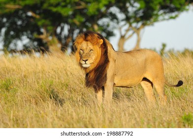 Black Mane Lion  Standing In The Savannah