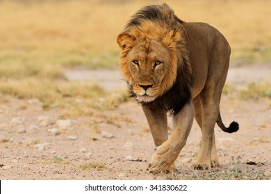 Black Mane Lion Walking