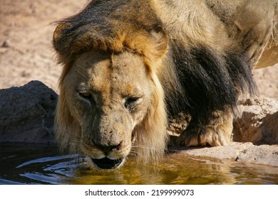 Black Maned Lion Drinking Water