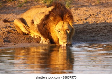 Black Maned Male Lion Drinking