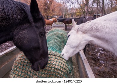 Slow Feeder Images Stock Photos Vectors Shutterstock