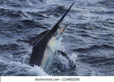 Black Marlin Close Up