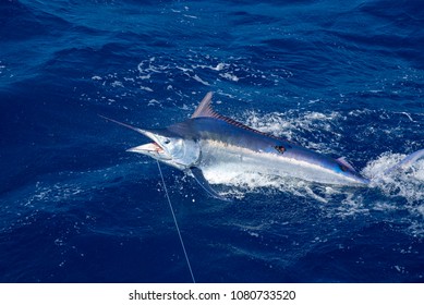 Black Marlin Jump