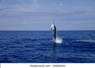 Black marlin jumping on calm ocean