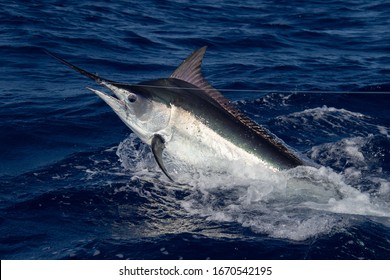Black Marlin on the Great Barrier Reef