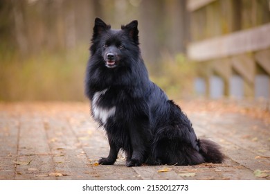 Black Medium German Spitz Dog